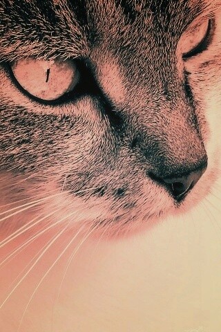 Очень красивый кот обои