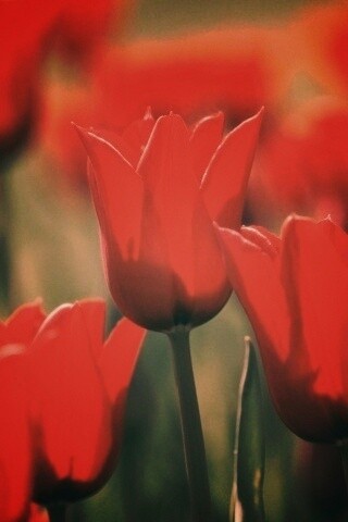 Красные цветы обои