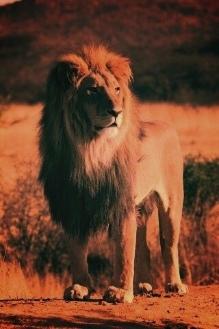 Царь зверей обои