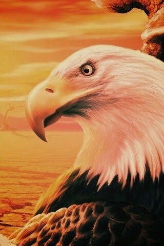 Нарисованный орел обои