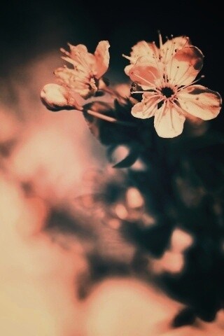 Цветок вишни обои