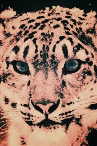 Снежный барс обои