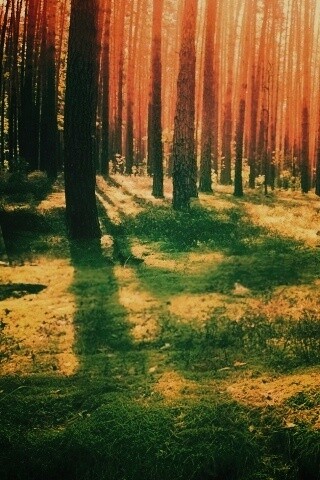 Солнечный лес обои