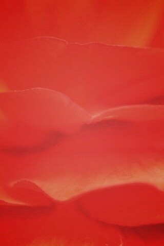 Лепестки красного цветка обои