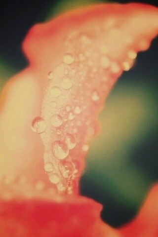 Капли росы на лепестке обои