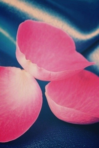 Лепестки розы на голубой ткани обои