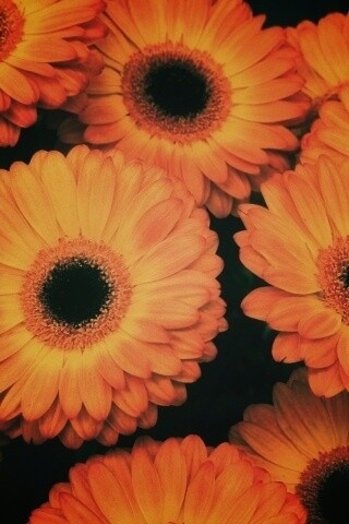 Желтые герберы обои