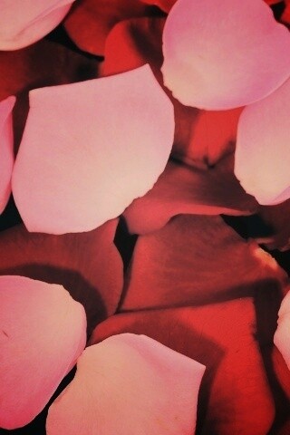 Розовые и красные лепестки обои