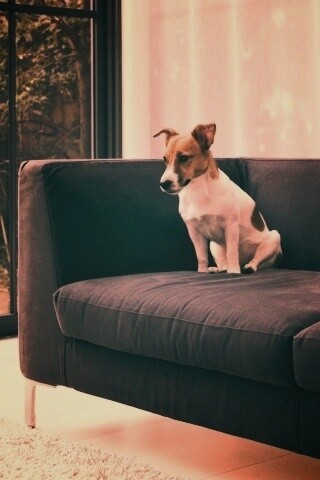 Пес на диване обои