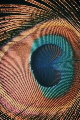 Перо павлина обои