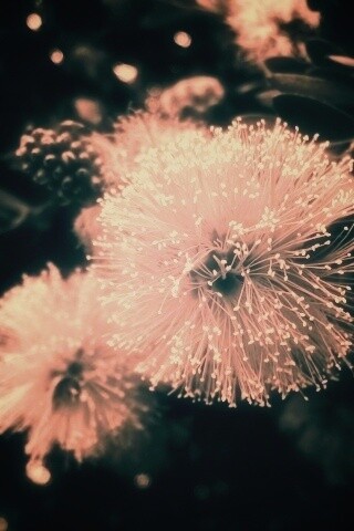 Сказочный цветок обои