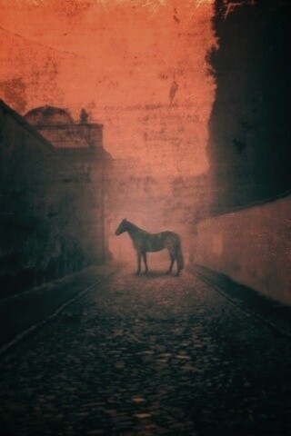 Лошадь в тумане обои
