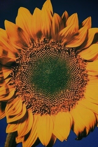 Солнечный цветок обои