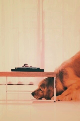 Большая собака под маленький столик обои