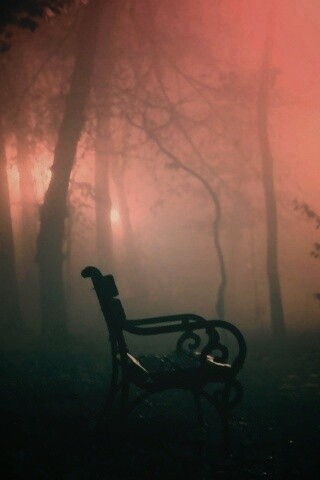 Темный лес обои