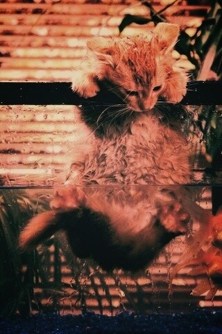 Мокрая киска обои