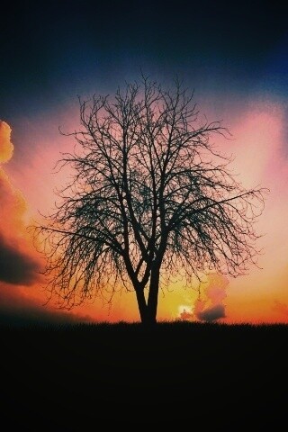 Дерево на закате обои