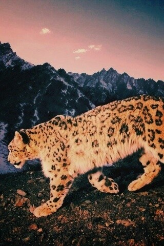 Леопард обои