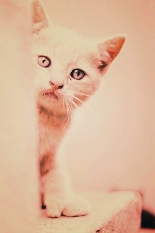 Котик из-за угла обои