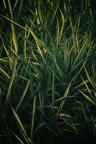 Дикая трава обои