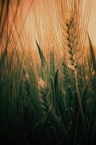 Подрастающая рожь обои