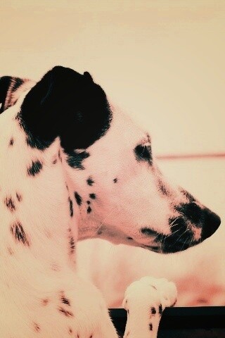 Долматинец смотрит вдаль обои