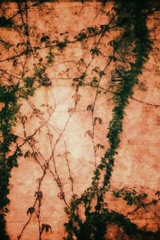 Растение на стене обои