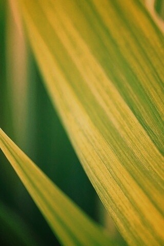 Идеальный кусочек зелени обои