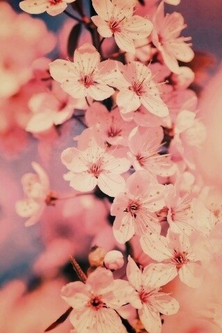 Цветение вишни обои