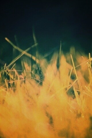 Играя солнечным светом обои