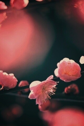 Цветущая вишня обои