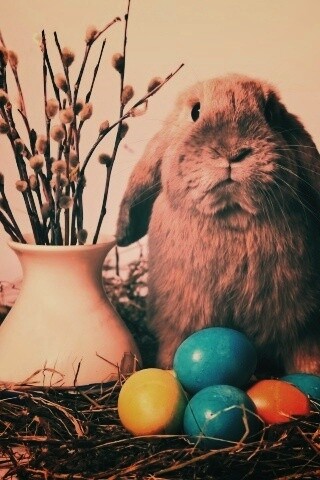 Пасхальный кролик обои