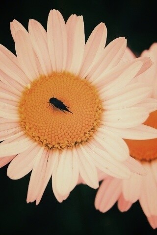 Ромашки обои