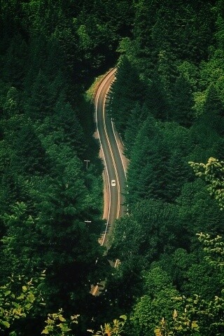 Лесная трасса обои