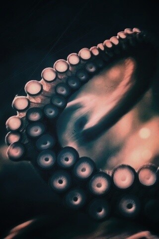 Щупальце обои