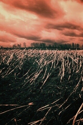 Убранное поле обои