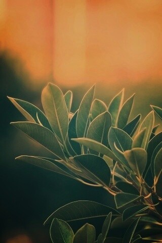 Листья обои