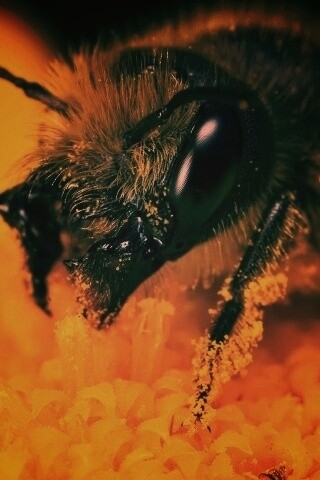 Пчела крупным планом обои