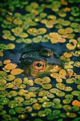 Маленькая лягушка обои