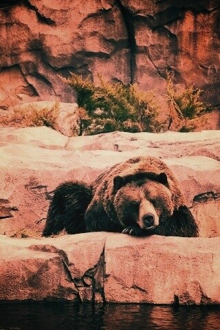 Медведь обои