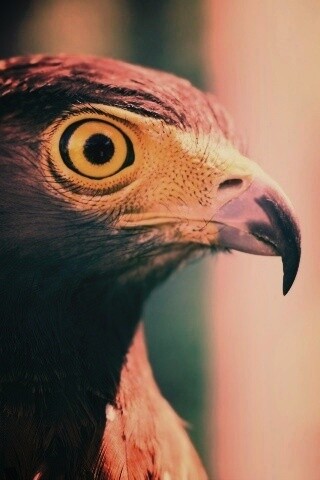 Взгляд орла обои