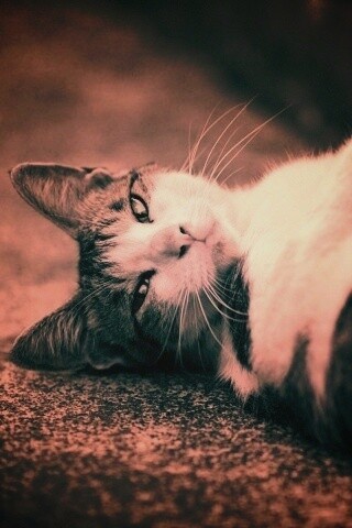 Кот лежит на спине обои