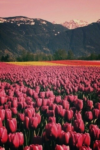 Поле тюльпанов обои