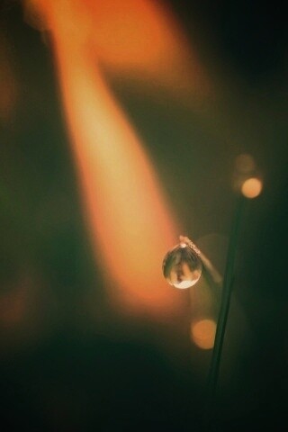 Роса на травинке обои