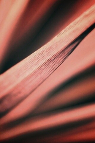 Сухое растение обои