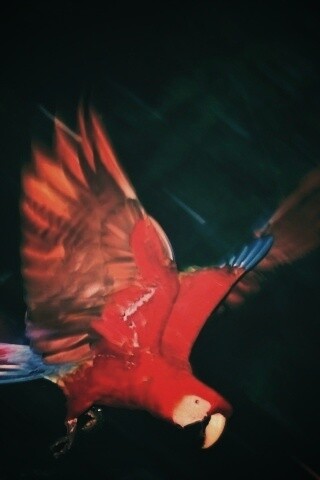 Рисованный ара обои