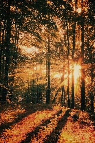 Свет сквозь деревья обои