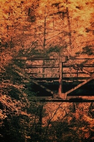 Металлический мост в лесной глуши обои