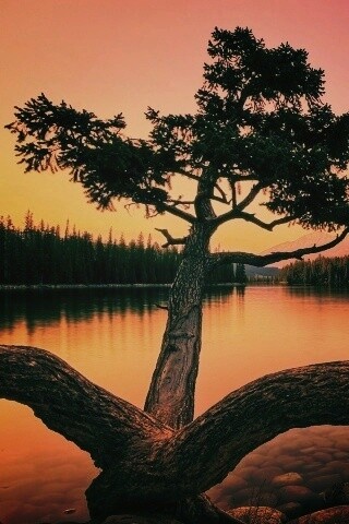 Дерево у горного озера обои