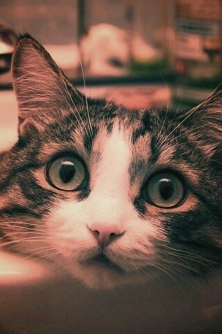 Кошак выглядывает из раковины обои